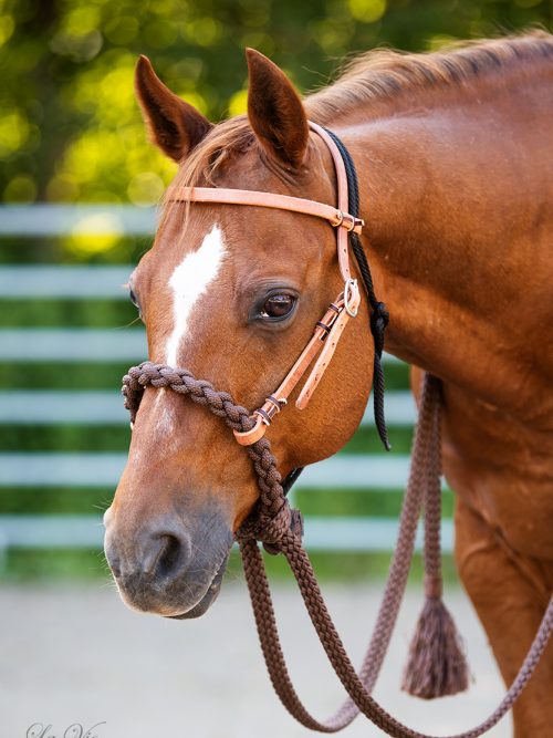 Kopfstück Loping Hackamore einseitig verstellbar helles Leder